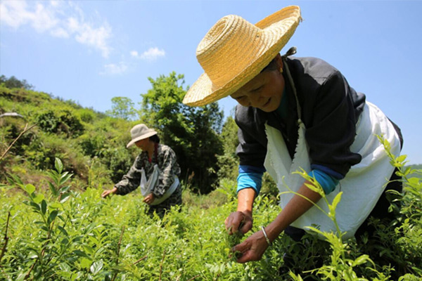 莓茶的效果是否有说的那么好？对咽喉炎很有效么?